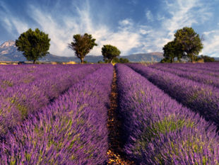 Provence cycling holidays - View of a Lavender field.
