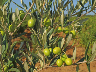 Provence bicycle trips - Olive tree close-up.