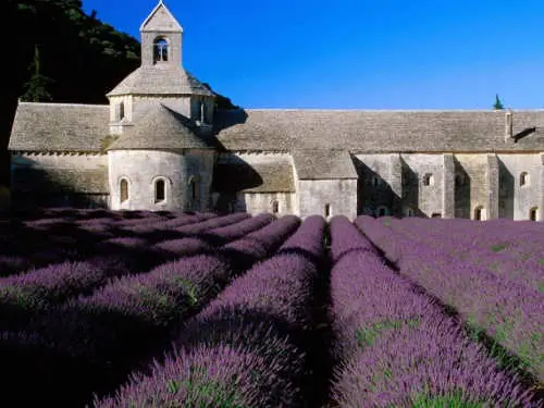 Abbaye of Senanque, near Gordes, in Provence, France.